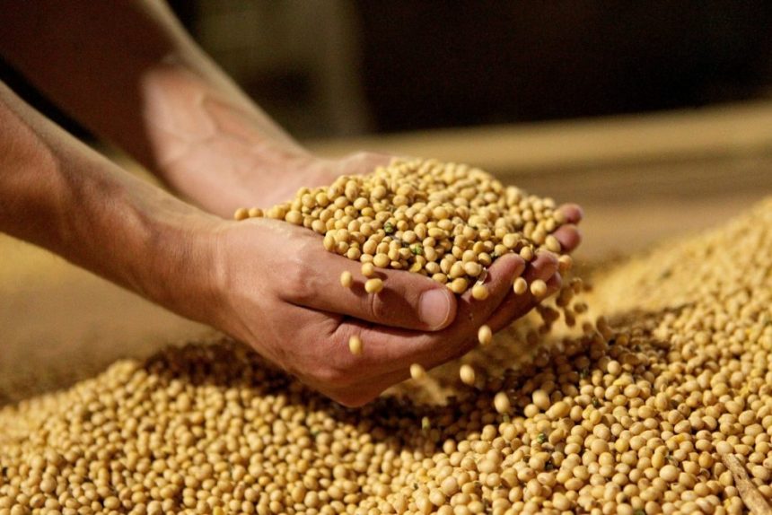 Brasil vai ultrapassar EUA como 3º maior fornecedor de soja do mundo, diz FAO