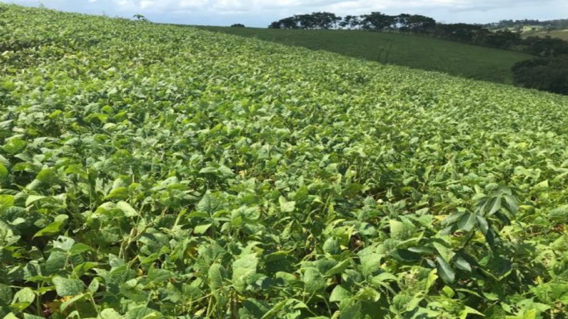 Fazenda Mutuca – Feijão Carioca