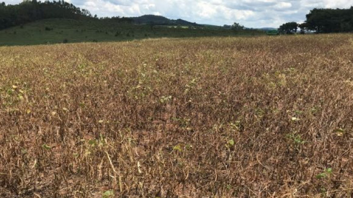 Fazenda Mutuca – Feijão Carioca