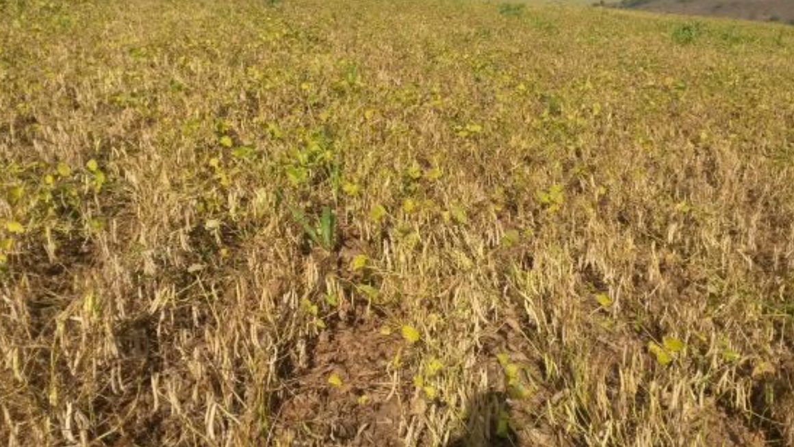 Fazenda Mutuca – Feijão Carioca