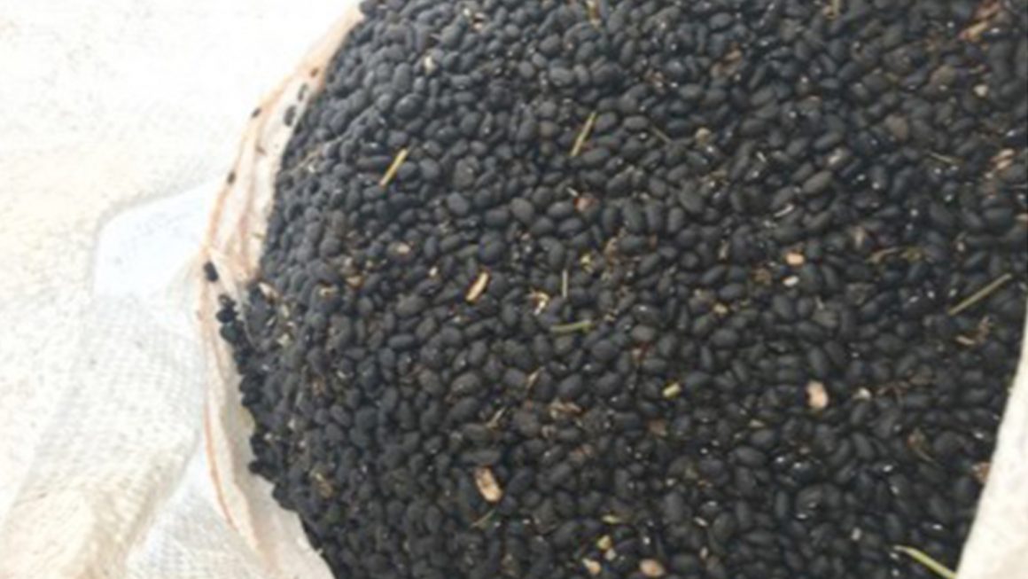 Fazenda Mutuca – Feijão Carioca