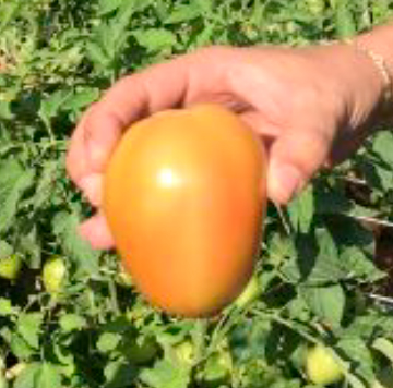 Geraldo Magela – Tomate