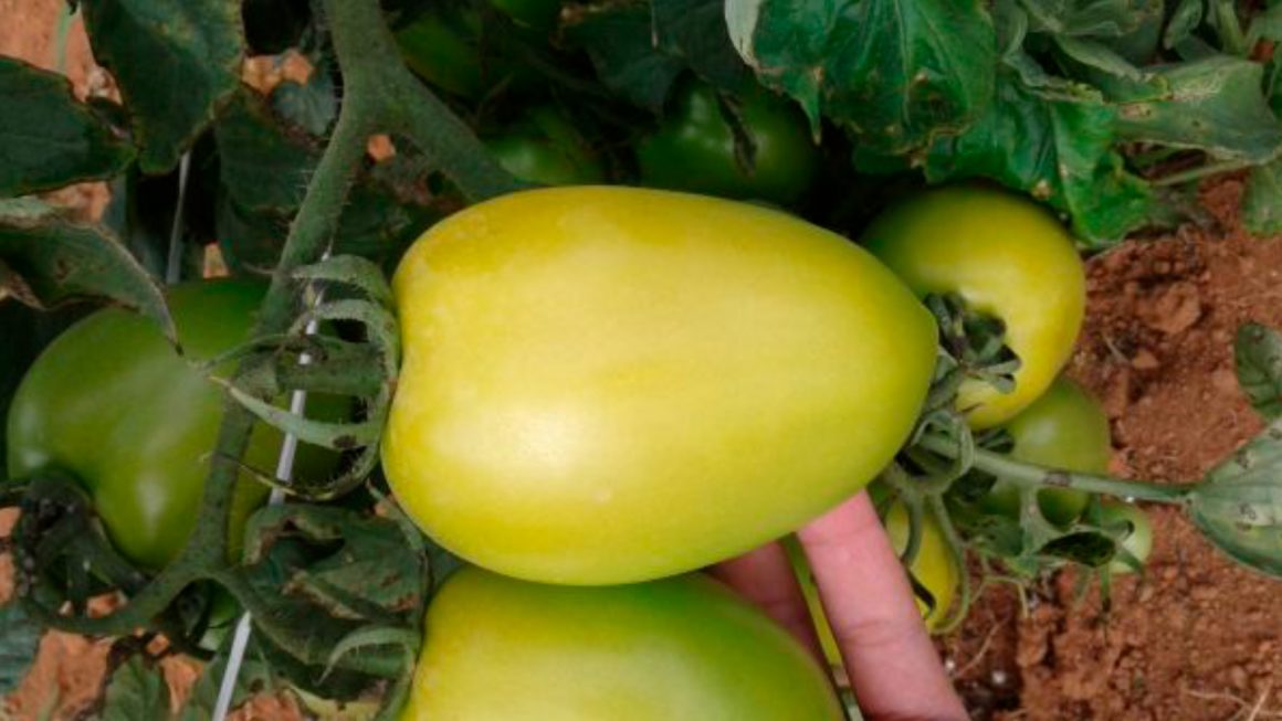 Geraldo Magela – Tomate