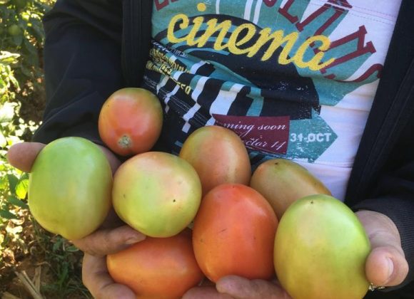 Acero inova e apresenta novo tomate híbrido BS DI 0083