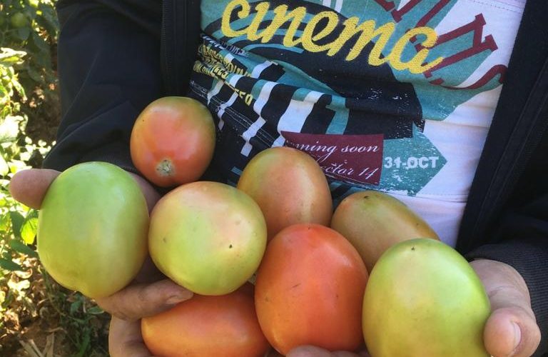 Acero inova e apresenta novo tomate híbrido BS DI 0083