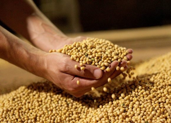 Brasil vai ultrapassar EUA como 3º maior fornecedor de soja do mundo, diz FAO