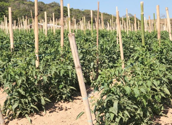 Acero realiza treinamento inovador para clientes.