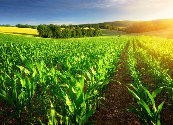 Agricultura eleva patamar da economia brasileira