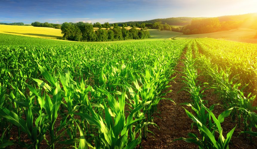 Agricultura eleva patamar da economia brasileira
