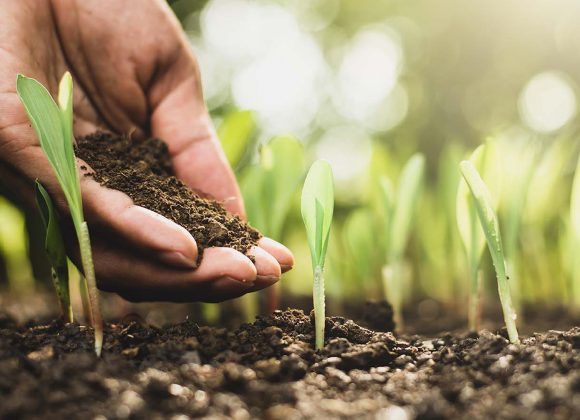 FERTILIZAÇÃO NA MEDIDA CERTA