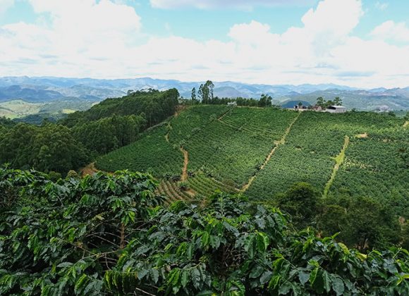 9 dicas para transformar a produção de café comum em café especial