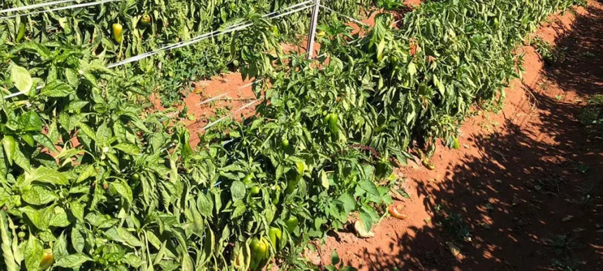 Nematóides no pimentão:  5 estratégias para proteger a lavoura