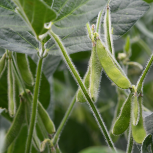 Adubação foliar de potássio para enchimento de grãos funciona?