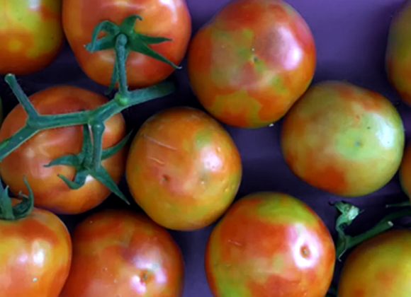 Alerta: Vírus que devasta plantações de tomate pelo mundo se aproxima do Brasil 