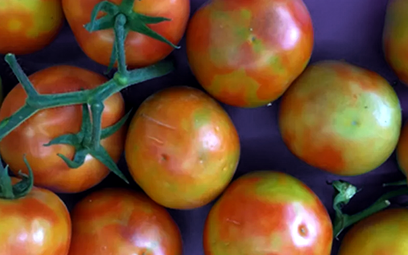 thumb-site-2 Alerta: Vírus que devasta plantações de tomate pelo mundo se aproxima do Brasil