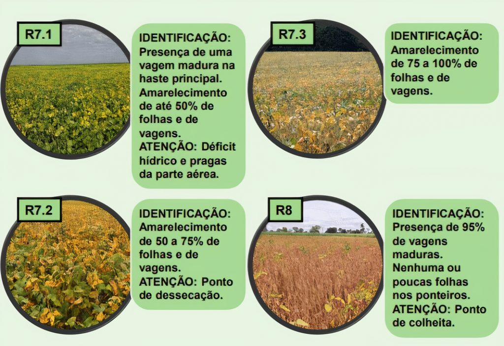 Etapas dessecação de soja