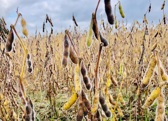 Dessecação da Soja em Pré-Colheita: Como Garantir Eficiência e Produtividade