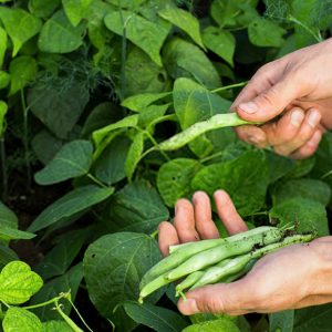 Cuidados com o Feijão Durante o Crescimento: Guia Essencial para Produtores