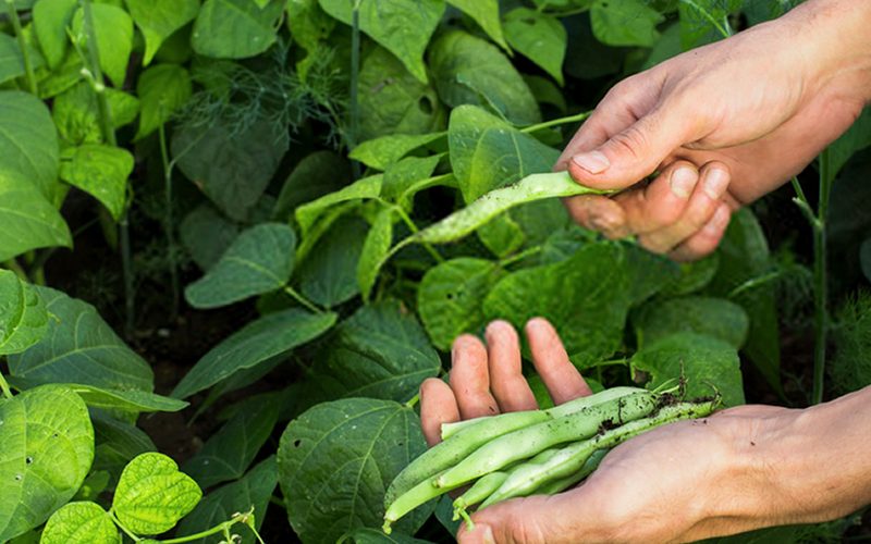 Cuidados com o Feijão Durante o Crescimento: Guia Essencial para Produtores