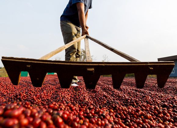 Tendências e Perspectivas para o Mercado de Café em Minas