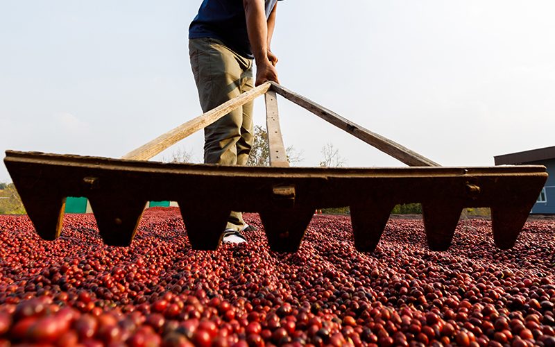 Tendências e Perspectivas para o Mercado de Café em Minas