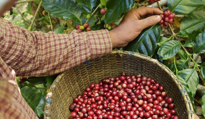 Tecnologias de Pós-Colheita para a Melhoria da Qualidade do Café